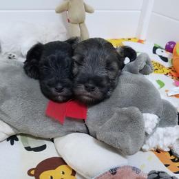 Boy 1 - Miniature Schnauzer puppy from Schnauzer Affinity