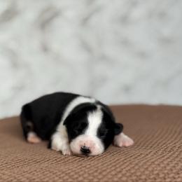 Miley - Black tri-color female Australian Shepherd puppy in Argyle, Iowa from Country Time Kennels