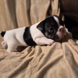 Piper - Black and white female French Bulldog puppy in Alexander City, Alabama from Lake Martin Fancy Frenchies