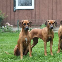 Rhodesian Ridgeback Puppies from Supernova Ridgebacks