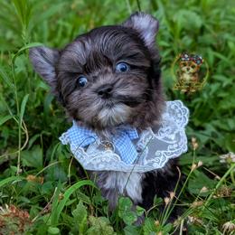 Korean Merle Maui - male Companion Cross puppy in Barren Springs, Virginia from Seeking Shalom Acres Maltese, Maltipoos & Havamalts