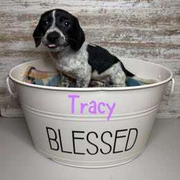 Tracy - Piebald female Dachshund puppy in Cincinnati, Ohio from Caines Dachshund Farm