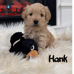 Hank - Apricot male Goldendoodle puppy in Nortonville, Kentucky from Deb’s KY Doodles