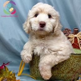 Cornbread - Caramel cream male Labradoodle puppy in Bowman, Georgia from Companion Creek Farm