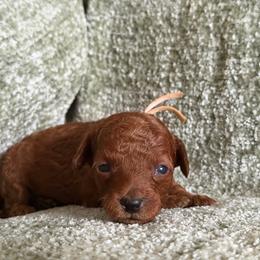 Pearl - Red female Cavapoo puppy in Fort Worth, Texas from Aloha Paradise Poodles LLC