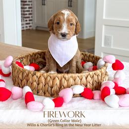 FIREWORK - Red  male Goldendoodle puppy in Bell Buckle, Tennessee from Precious Puptown Doodles