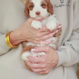 Slugger - Red male Bernedoodle puppy in Jackson, Missouri from Pincksten Family Doodles
