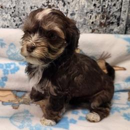 Girl 1 - Chocolate female Havanese puppy in Deer Park, Washington from Mt. Top Havanese
