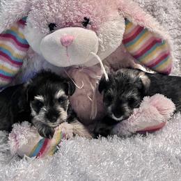 Miniature Schnauzer Puppies from Texas Schnauzers