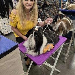 Shih Tzu All Grown Up from Southern Class Shih Tzu