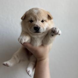 Goku - Cream male Shiba Inu puppy in Texas from Southern Shibas