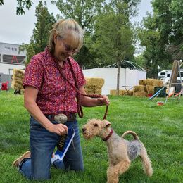 Giant Schnauzer and Lakeland Terrier Puppies from Lazy VL Lakelands