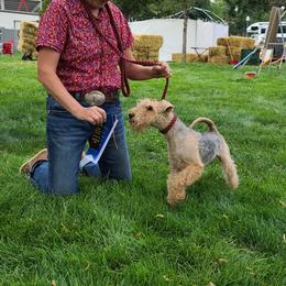 Giant Schnauzer and Lakeland Terrier Puppies from Lazy VL Lakelands