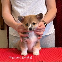Peanut - Pembroke Welsh Corgi puppy from Eilatan Corgis