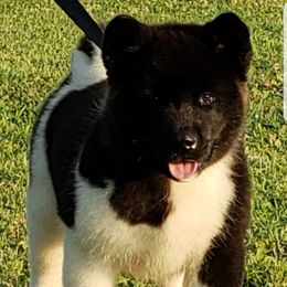 Akita Puppies from Magnolia Akitas