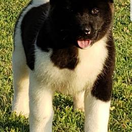 Akita Puppies from Magnolia Akitas