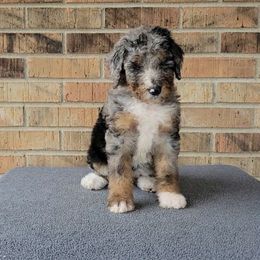 Holly - Bernedoodle puppy from Southern Home Pups
