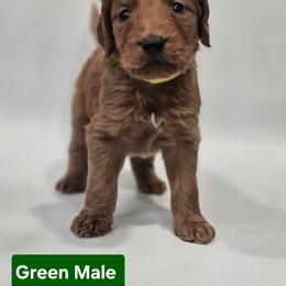 Jasper - Green Collar Male - Red  male Goldendoodle puppy in Mocksville, North Carolina from Hunting Creek Farm & Kennel