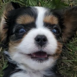 Cavalier King Charles Spaniels from RoanCliff Cavaliers