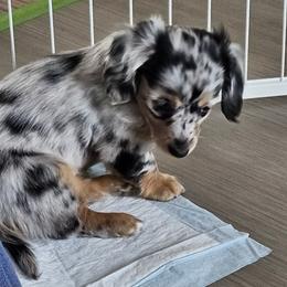 Dachshund Puppies from Rita's Dachshunds