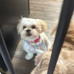 Butter - Lhasa Apso