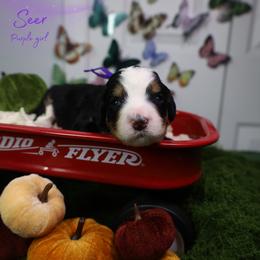 Seer 10th pick - Tri-color female Bernedoodle puppy in Fort Myers, Florida from Little Golden Farm