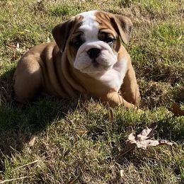 Bulldog Puppies from Kandyland Bulldogs