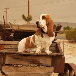 Casper - Basset Hound