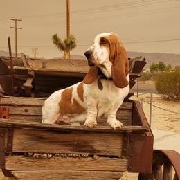 Casper - Basset Hound