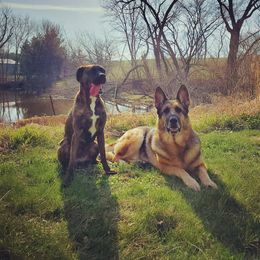 German Shepherd All Grown Up from Marbany Kennels