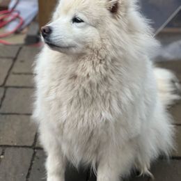 Eska READ DESCRIPTION - White Samoyed puppy in Lorain, Ohio from Stirling Silver Samoyeds