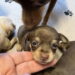 Prague Ratter Puppies from North Star Gem’s Prague Ratters