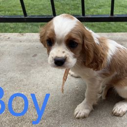 Cavalier King Charles Spaniel and Scottish Terrier Puppies from Guffey's Puppies