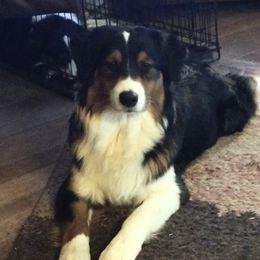 Twain - Australian Shepherd