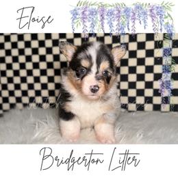 Eloise - Blue merle and white female American Corgi puppy in Greenwood, Indiana from Witch Creek Corgis