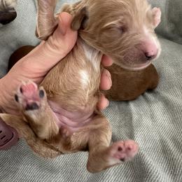 Girl 5 - Apricot female Goldendoodle puppy in Glendale, Arizona from Follow Your Bliss Doodles