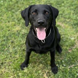 Sonny Girl - Labrador Retriever