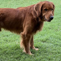 River - Golden Retriever