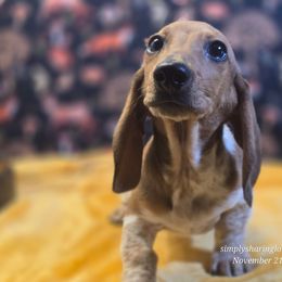 Popeye - Red male Dachshund puppy in Willard, Utah from Simply Sharing Love