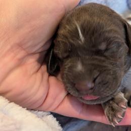 German Shorthaired Pointer Puppies from Hanaway GSPs