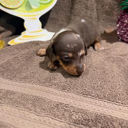 Dapple female - Dapple female Dachshund puppy in Pleasant Plains, Arkansas from JGBs Silver Spur Dachshunds