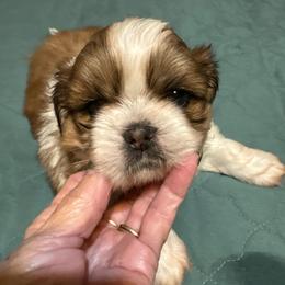 Capri - Brindle male Shih Tzu puppy in Temple, Pennsylvania from Kathy Diego's Shih Tzus