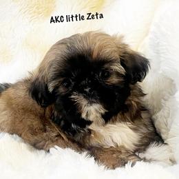 AKC little Zeta - Red female Shih Tzu puppy in Greenville, South Carolina from Babyface Shih Tzu
