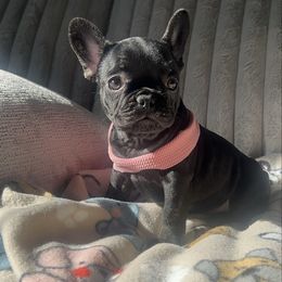 Nina - Black female French Bulldog puppy in Galt, California from The three little frenchies