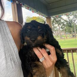 Boy 3 (limeade) - Black tri-color male Aussiedoodle puppy in Paradise, Texas from Diamond Z Poodles & Doodles