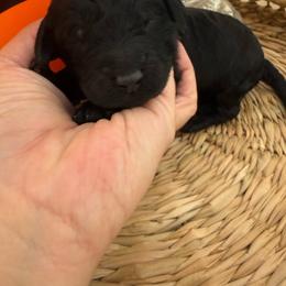 Mouse King - Black male Goldendoodle puppy in Lexington, North Carolina from Southern Grace Acres