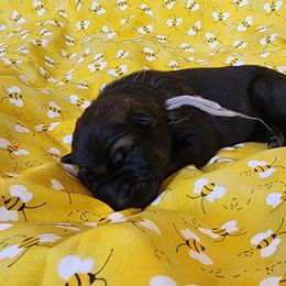 Silver Boy - Sable male German Shepherd puppy in Genoa, Illinois from vom ehrenSchutz German Shepherds