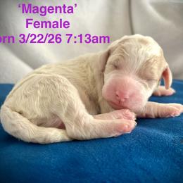 Magenta - Parti female Goldendoodle puppy in Helena Valley Northeast, Montana from Joy Meadows Goldendooles