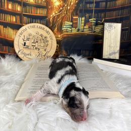 Haiku - Blue merle male Australian Shepherd puppy in Fredericksburg, Virginia from Cooper Ridge Aussies
