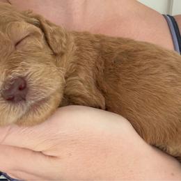 Ellie (Eleanor) - Apricot female Goldendoodle puppy in De Land, Florida from Rezapour Doodle Estate